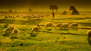 GRAZING SHEEP © Emrahgultekin | Dreamstime.com